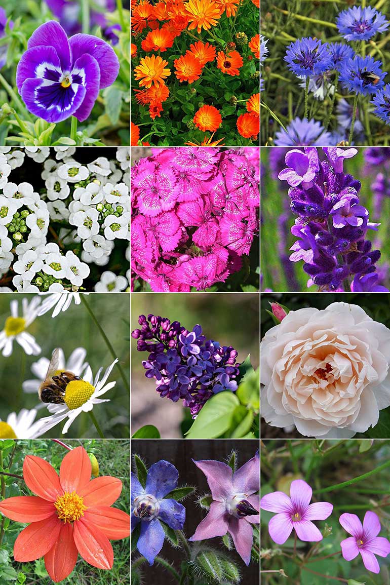 13 Edible Flowers to Grow in Your Garden